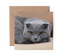 1 x Greeting Card Blue Grey Scottish Fold Cat - Blank Birthday Celebration Anniversary #12677
