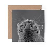 1 x Greeting Card BW - Cute Cat British Blue - Blank Birthday Celebration Anniversary #42544