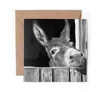 1 x Greeting Card BW - Cute Donkey Animal Horse Wild - Blank Birthday Celebration Anniversary #40944