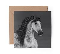 1 x Greeting Card BW - Grey Andalusian Horse - Blank Birthday Celebration Anniversary #35314