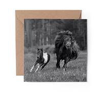 1 x Greeting Card BW - Shetland Pony Foal Horse Kids Girls - Blank Birthday Celebration Anniversary #43518