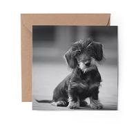 1 x Greeting Card BW - Wire Haired Dachshund Puppy - Blank Birthday Celebration Anniversary #38677