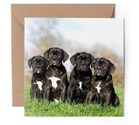 1 x Greeting Card - Cane Corso Puppies Puppy Dog - Blank Birthday Celebration Anniversary #50451