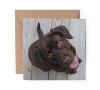 1 x Greeting Card Chocolate Labrador Dog Puppy - Blank Birthday Celebration Anniversary #14281