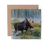 1 x Greeting Card Colorado Moose Wild Forest Animal - Blank Birthday Celebration Anniversary #16629