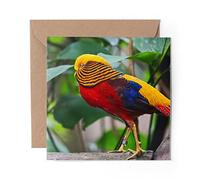 1 x Greeting Card Colourful Golden Pheasant Bird - Blank Birthday Celebration Anniversary #16214