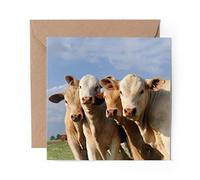 1 x Greeting Card Cows Farm Animal Cattle Cow - Blank Birthday Celebration Anniversary #8249