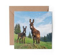 1 x Greeting Card Cute Donkey and Jack Equine Equestrian - Blank Birthday Celebration Anniversary #8702