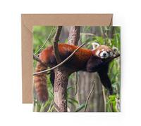 1 x Greeting Card Cute Lesser Red Panda - Blank Birthday Celebration Anniversary #14154