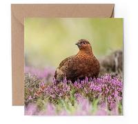 1 x Greeting Card - Cute Red Grouse Wild Moor Bird - Blank Birthday Celebration Anniversary #50690