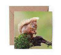 1 x Greeting Card Cute Red Squirrel Wild Animal - Blank Birthday Celebration Anniversary #15690