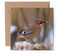 1 x Greeting Card - Eurasian Jay Bird Nature Wild - Blank Birthday Celebration Anniversary #52830