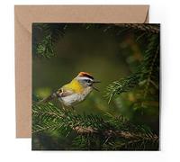 1 x Greeting Card - Firecrest Small Forest Bird Kinglet - Blank Birthday Celebration Anniversary #50897