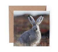 1 x Greeting Card Grey Arctic Hare Rabbit - Blank Birthday Celebration Anniversary #15659