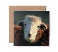 1 x Greeting Card Herwick Sheep Lamb Cumbria UK - Blank Birthday Celebration Anniversary #45323