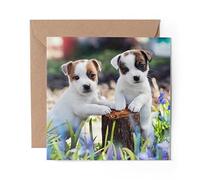 1 x Greeting Card Jack Russell Terrier Dog Animals Pets - Blank Birthday Celebration Anniversary #8763