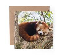 1 x Greeting Card Lesser Red Panda - Blank Birthday Celebration Anniversary #14217