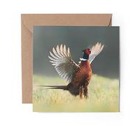 1 x Greeting Card Male Ringneck Pheasant Bird - Blank Birthday Celebration Anniversary #45660