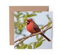 1 x Greeting Card Northern Cardinal Red Bird - Blank Birthday Celebration Anniversary #12599