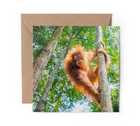 1 x Greeting Card Orangutan in Jungle Indonesia - Blank Birthday Celebration Anniversary #3539
