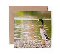 1 x Greeting Card Pretty Indian Runner Duck - Blank Birthday Celebration Anniversary #3384