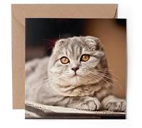 1 x Greeting Card - Pretty Scottish Fold Cat Kitten - Blank Birthday Celebration Anniversary #51799