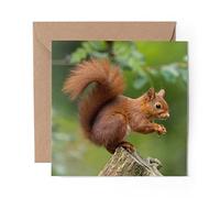 1 x Greeting Card Red Squirrel Garden Animal - Blank Birthday Celebration Anniversary #15680