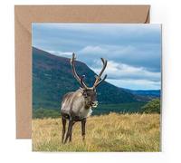 1 x Greeting Card - Reindeer Scottish Highlands Scotland UK - Blank Birthday Celebration Anniversary #51890