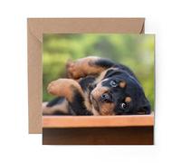 1 x Greeting Card Rottweiler Puppy Dog Relaxing - Blank Birthday Celebration Anniversary #46265