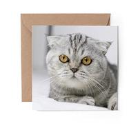 1 x Greeting Card Scottish Fold Cat Kitten - Blank Birthday Celebration Anniversary #3644
