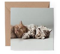 1 x Greeting Card - Scottish Fold Kittens Sleeping Cat - Blank Birthday Celebration Anniversary #51996