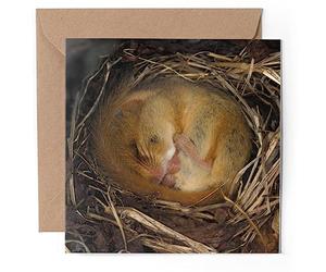1 x Greeting Card - Sleeping Dormouse Cute Mouse Wild Nature - Blank Birthday Celebration Anniversary #53423