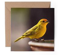 1 x Greeting Card - Small Yellow Canary Bird Feeding - Blank Birthday Celebration Anniversary #52061