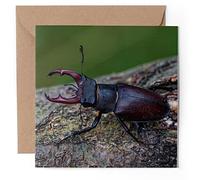 1 x Greeting Card - Stag Beetle Insect Lucanus Cervus - Blank Birthday Celebration Anniversary #52135