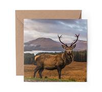 1 x Greeting Card Stag Deer Scottish Highlands - Blank Birthday Celebration Anniversary #14361