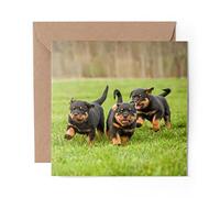 1 x Greeting Card Tiny Rottweiler Rottie Puppy Dogs Dog - Blank Birthday Celebration Anniversary #46367