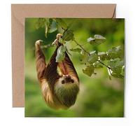 1 x Greeting Card - Two Toed Sloth Costa Rica Wildlife - Blank Birthday Celebration Anniversary #52332