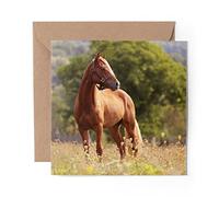 1 x Greeting Card Welsh Cob Horse Pony Cute - Blank Birthday Celebration Anniversary #2277