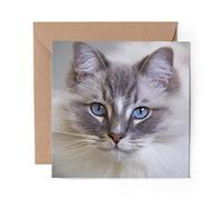 1 x Greeting Card White Ragdoll Cat Kitten Blue Eyes - Blank Birthday Celebration Anniversary #16863