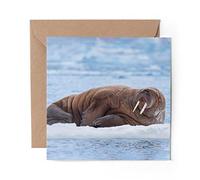 1 x Greeting Card Wild Walrus Snow Arctic North Pole Animal - Blank Birthday Celebration Anniversary #24403
