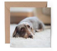 1 x Greeting Card - Wire Haired Dachshund Puppy Dog - Blank Birthday Celebration Anniversary #52506