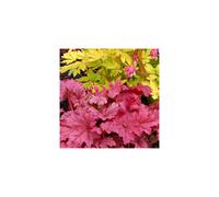 1 X Heuchera 'Berry Smoothie' Alum Root Semi Evergreen Shrub Hardy Plant In Pot
