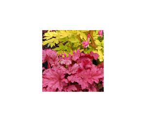 1 X Heuchera 'Berry Smoothie' Alum Root Semi Evergreen Shrub Hardy Plant In Pot