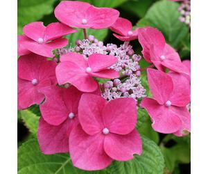 1 X HYDRANGEA MACROPHYLLA 'TELLER PINK' DECIDUOUS SHRUB HARDY PLANT IN POT