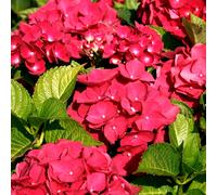 1 X HYDRANGEA MACROPHYLLA 'TELLER RED' DECIDUOUS SHRUB HARDY PLANT IN POT
