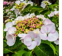 1 X HYDRANGEA MACROPHYLLA 'TELLER WHITE' DECIDUOUS SHRUB HARDY PLANT IN POT