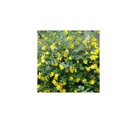 1 X HYPERICUM 'HIDCOTE' SEMI-EVERGREEN SHRUB HARDY GARDEN PLANT IN POT