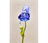 1 x Large Dark Blue Faux Silk Iris. Artificial Wild Spring Flowers Irises - Realistic Likelike Fake Flower Greenery - Spring, Summer