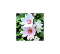 1 X LAVATERA 'BARNSLEY BABY' TREE MALLOW EVERGREEN SHRUB HARDY PLANT IN POT