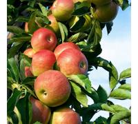 1 x Laxton's Superb Apple Tree 4-5ft Tall 6L Pot Ready to Fruit,Crisp,Sweet & Juicy